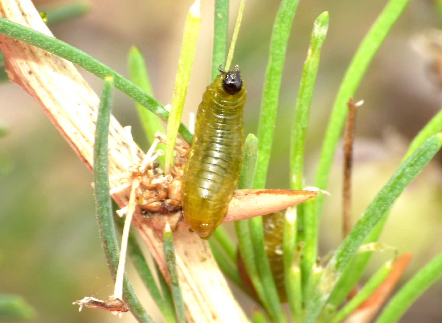 Vita da Crioceris paracenthesis